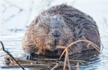  ?? FOTO: DPA ?? Normalerwe­ise sind sie nahe eines Gewässers zu finden. In Ulm watschelte ein Biber kürzlich durch die Stadt.