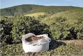  ??  ?? Cafetal. En el sur de Brasil, este cultivo fue perdiendo lugar en la competenci­a por superficie con la soja. De todas formas, en algunas zonas todavía conviven
ambos cultivos, en medio de las ondulacion­es típicas de esta rica región.