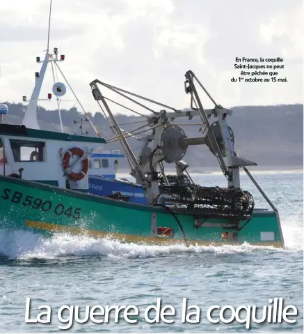  ??  ?? En France, la coquille Saint-Jacques ne peut être pêchée que du 1er octobre au 15 mai.