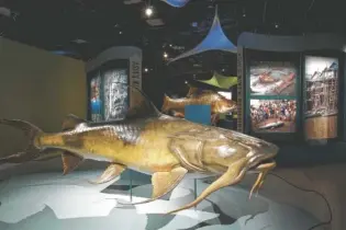  ?? PHOTO BY REBECCA HALE/ NATIONAL GEOGRAPHIC ?? “Monster Fish: In Search of the Last River Giants,” an interactiv­e exhibit based on the Nat Geo Wild series “Monster Fish,” showcases the results of Dr. Zeb Hogan’s decade-long search for the world’s largest freshwater fish.