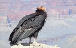  ?? GETTY IMAGES ?? A California condor is spotted at Grand Canyon National Park.