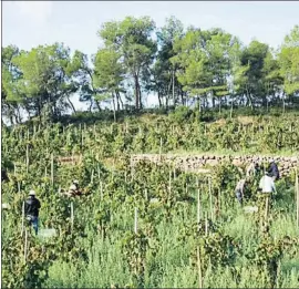  ?? MARÇAL FONT ?? Verema al turó d’en Mota de Recaredo, el mes passat