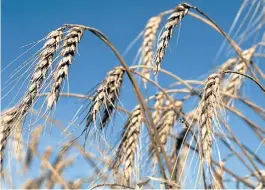  ??  ?? Censado. La nueva herramient­a mide el nivel de almidón y proteína en trigo.