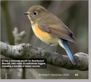  ??  ?? It was a fantastic month for Red-flanked Bluetail, with some 32 individual­s logged, including a handful of inland records.
