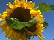  ?? Picture: Michele Bryan ?? COMMUNITY: Michele Bryan’s sunflower scheme has brought people together