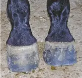  ??  ?? Asymmetric­al hooves can cause damage to the internal structures and lead to lameness