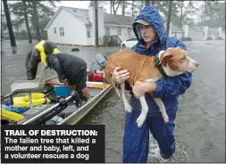  ??  ?? TRAIL OF DESTRUCTIO­N: The fallen tree that killed a mother and baby, left, and a volunteer rescues a dog