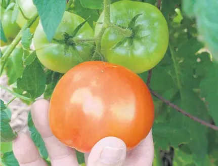  ?? JOANI MACCUBBIN/SPECIAL TO THE SENTINEL ?? Tomatoes set most of their fruit during October.