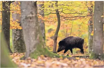  ??  ?? Besonders in Waldgebiet­en in der Nähe von Autobahnen fühlen sich Wildschwei­ne sicher, weil Jäger dort nicht schießen dürfen, um den Straßenver­kehr nicht zu gefährden.