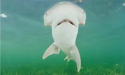  ??  ?? A bonnethead shark, seen off Key Largo, Florida. Photograph: Alamy Stock Photo