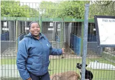  ?? Picture: SIBULELE MTONGANA ?? DETERMINED EFFORTS: Port Alfred and Ndlambe District SPCA manager and dog rescuer Lisa Nyanya is happy the two missing dogs are back at the SPCA, and about to be adopted.