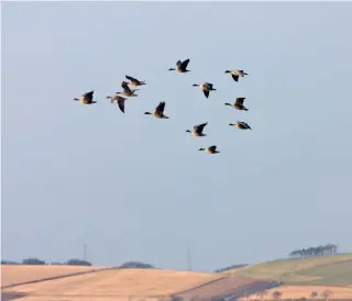  ?? ?? Pinkfeet are back in large numbers and are feasting on East Anglian stubbles littered with grain