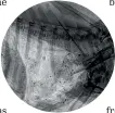  ?? ?? An X-ray of a dead game animal shows lead particles scattered through the meat. A research team at NMIT wants to assess the extent of the problem in New Zealand.