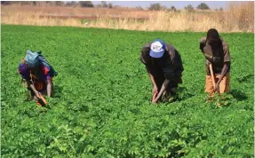  ?? ARIMATÉIA BAPTISTA ?? Projecto contempla o cultivo intensivo com resultados a serem alcançados no próximo ano