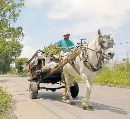  ?? ?? Registro. La obligación de anotarse para los dueños de caballos surge de una ordenanza de 2023.