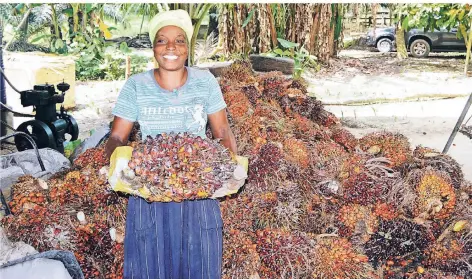 ?? FOTO: FEDEPALMA ?? Palmöl gehört zu den wichtigste­n Pflanzenöl­en. Eine Initiative, mitinitiie­rt von Henkel, setzt darauf, dass es künftig nachhaltig produziert wird.