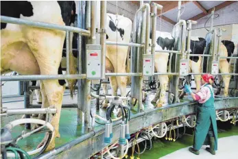  ?? FOTO: DPA ?? Nach dem Absturz auf unter 23 Cent pro Liter vor einem Jahr liegen die Milchpreis­e für die Erzeuger inzwischen wieder bei rund 32 Cent.