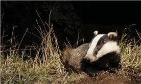  ?? Photograph: Tony Watson/Alamy ?? The Badger Trust said that ‘a small minority seem to see badger habitat protection­s as an inconvenie­nce to be quietly bulldozed over’.