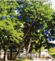  ?? Foto: Google Maps ?? Das Bild aus 2019 zeigt, dass der Baum schräg stand – etwa mit einer Abwei‰ chung von 30 Grad.