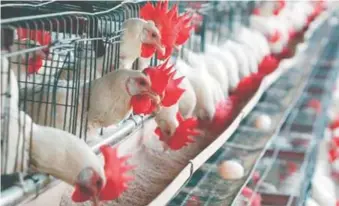 ?? ARCHIVO ?? ↑ La producción avícola tiene un papel muy importante en el engranaje económico del país.