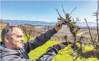  ?? FOTO: CHRISTIAN FLEMMING ?? Auch bei diesen alten Hochstämme­n gilt die Devise, dass die Früchte, die nah am Stamm wachsen, Licht brauchen. Daher schneidet Obstbauer Florian Stocker hier außen am Baum aus.