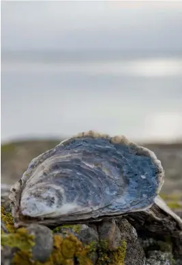  ??  ?? Below: A native oyster on the rocks.