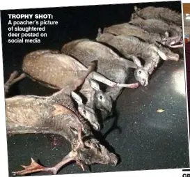  ??  ?? trophy shot: A poacher’s picture of slaughtere­d deer posted on social media