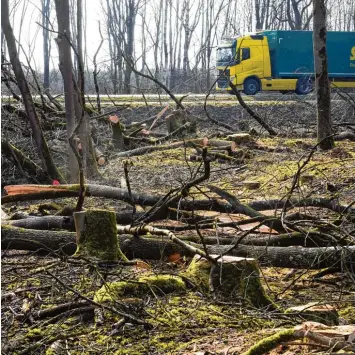  ?? Foto: Marcus Merk ?? Erst vor Kurzem wurden an der Staatsstra­ße zwischen Meitingen und Thierhaupt­en etliche Bäume gefällt, denn genau an dieser Stelle sollen die Hochwasser­durchlässe gebaut werden.