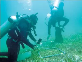  ?? OCEAN RESEARCH & CONSERVATI­ON ASSOCIATIO­N ?? Divers from Sri Lanka’s Wildlife Conservati­on Department measure sea grass.
