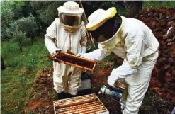  ??  ?? Beekeeping workers removing the honey from the beehive