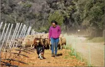  ??  ?? Le troupeau de Cécile Desproges Solinas s’est une nouvelle fois fait attaquer par des loups.