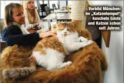  ?? ?? Vorbild München: Im „Katzentemp­el“kuscheln Gäste und Katzen schon seit Jahren.