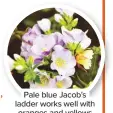  ??  ?? Pale blue Jacob’s ladder works well with oranges and yellows