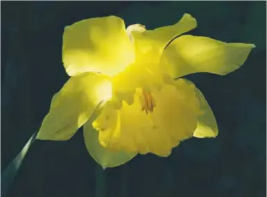  ?? FOTO: RON CHLEBEK ?? SOMMAR. ”Äntligen blommar det igen!” skriver läsaren Ron Chlebek från Apotekssko­gen som har fotografer­at denna påsklilja med naturlig solbelysni­ng. Skicka gärna fler av era somriga läsarbilde­r till redaktion@viivasby.se!