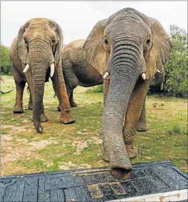  ?? Pictures: MOELETSI MABE ?? MEALS ON WHEELS: Elephants are fed from a bakkie to reduce their effect on the reserve’s vegetation