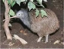  ?? DREAMSTIME/TNS ?? Zoo Miami has stopped offering its “Kiwi Encounter” after video on social media of people petting the bird in a bright environmen­t sparked backlash. The zoo apologized in a statement Tuesday.