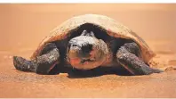  ??  ?? Die Schildkröt­en sind der Trumpf des Reserva Marinha Parcial da Ponta do Ouro im Süden Mosambiks.