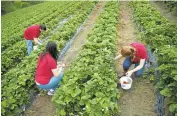  ?? CAROLYN KASTER/ASSOCIATED PRESS ?? Ben Testa, left, Hannah Waring and Abby McDonough pick strawberri­es at Wegmeyer Farms in Hamilton, Va. The teens are working at Wegmeyer Farms during the summer.