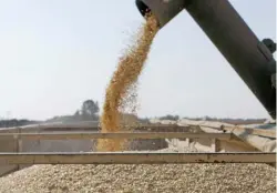  ?? Annelie Coleman ?? TonnUp, the first- of-its- kind online grain trading platform in South Africa, hopes to assist in making the local grain trading market more transparen­t, and enable farmers to negotiate prices through direct sales to buyers such as millers and processors.