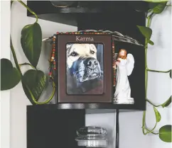  ??  ?? One of several shrines Candace Schlittner has in her home honouring her dog Karma, who died during the
coronaviru­s pandemic.