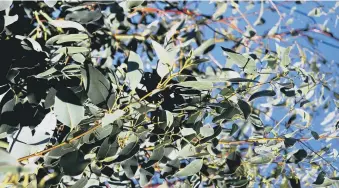  ??  ?? WIZARD OF OZ: Eucalyptus leaves offer a striking garden option.