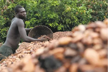  ?? Rebecca Blackwell / Associated Press 2011 ?? A farmer lays cocoa beans out to dry on a farm near the village of Fangolo. Ivory Coast produces about 35 percent of the world's supply of raw cocoa, but for many of its people chocolate is an unaffordab­le luxury.