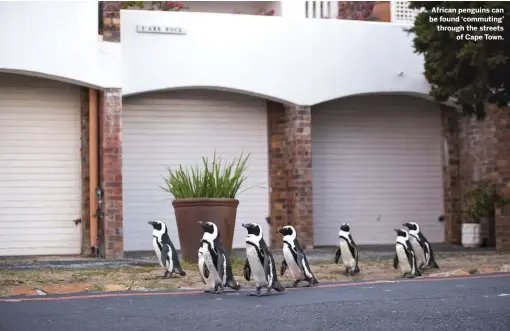  ??  ?? African penguins can be found ‘commuting’ through the streets of Cape Town.