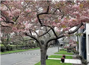  ??  ?? Above: Spring is coming at Maryville Courts, a thriving, independen­t retirement village in central Christchur­ch.