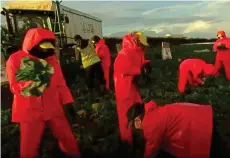  ??  ?? TV challenge: Volunteers compete on Cornish farm