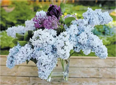  ?? THERESA FORTE FOR TORSTAR ?? A bouquet of fragrant lilacs stirs warm memories of the lilac hedge from my childhood home.