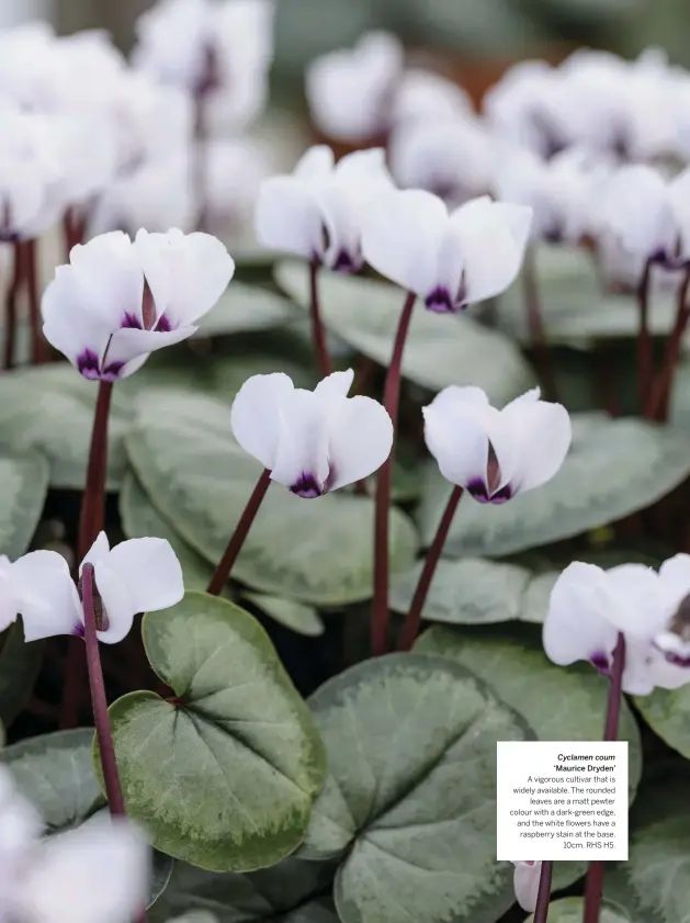  ??  ?? Cyclamen coum ‘Maurice Dryden’ A vigorous cultivar that is widely available. The rounded leaves are a matt pewter colour with a dark-green edge, and the white flowers have a raspberry stain at the base. 10cm. RHS H5.