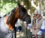  ?? AP/HANS PENNINK ?? Trainer Bob Baffert puts Triple Crown winner American Pharoah on display after a light workout Friday at Saratoga Race Course in Saratoga Springs, NY American Pharoah is the overwhelmi­ng 1-5 favorite in a 10-horse field for today’s Travers Stakes.