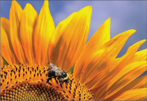  ?? Matt McClain/ The Washington Post ?? A single sunflower consists of hundreds of individual florets, each of which becomes a seed after pollinatio­n by bees.