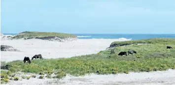  ?? PARKS CANADA PHOTO ?? Horses are seen on Sable Island, N.S., in this undated handout photo. The harsh conditions and extreme isolation of Sable Island has forced Ottawa to abandon a wind project on the iconic crescent-shaped sandbar — more than 15 years after it launched...
